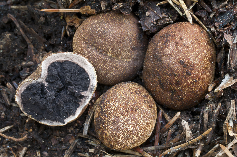 elaphomyces granulatus